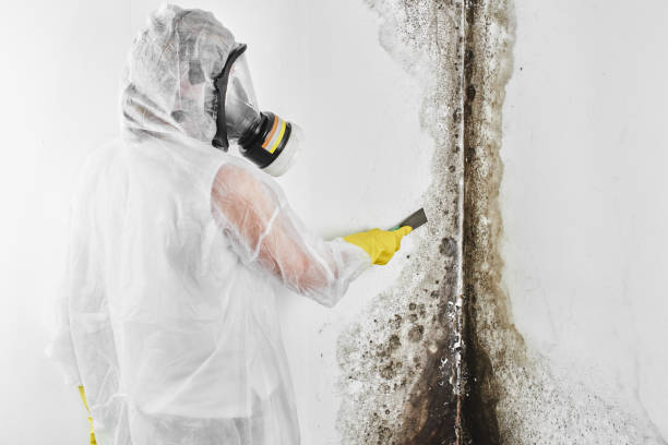 Crawl Space Mold Removal in Goodman, MO