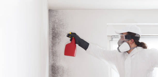 Best Mold Damage Repair  in Goodman, MO