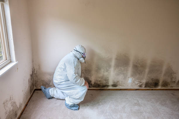 Best Mold Removal and Inspection  in Goodman, MO
